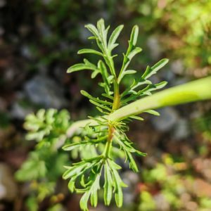 Centranthe chausse-trappe - Feuilles sessiles