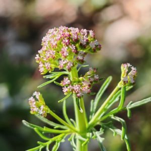 Centranthe chausse-trappe - Panicule