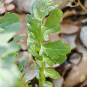 Centranthe chausse-trappe - Feuille radicale