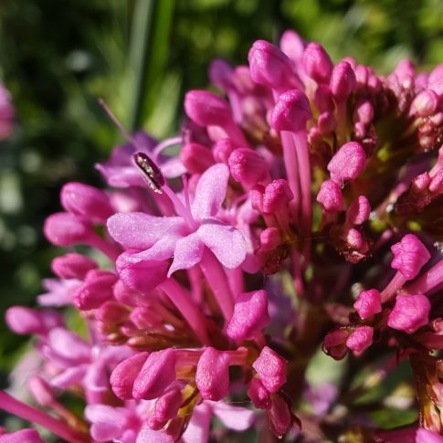 Centranthe rouge - Fleur