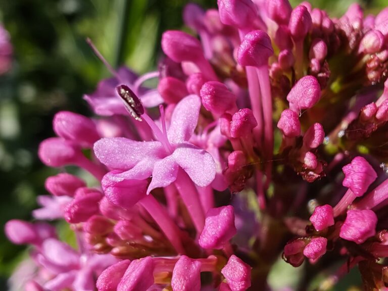 Centranthe rouge
