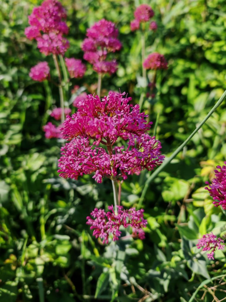 Centranthe rouge 3