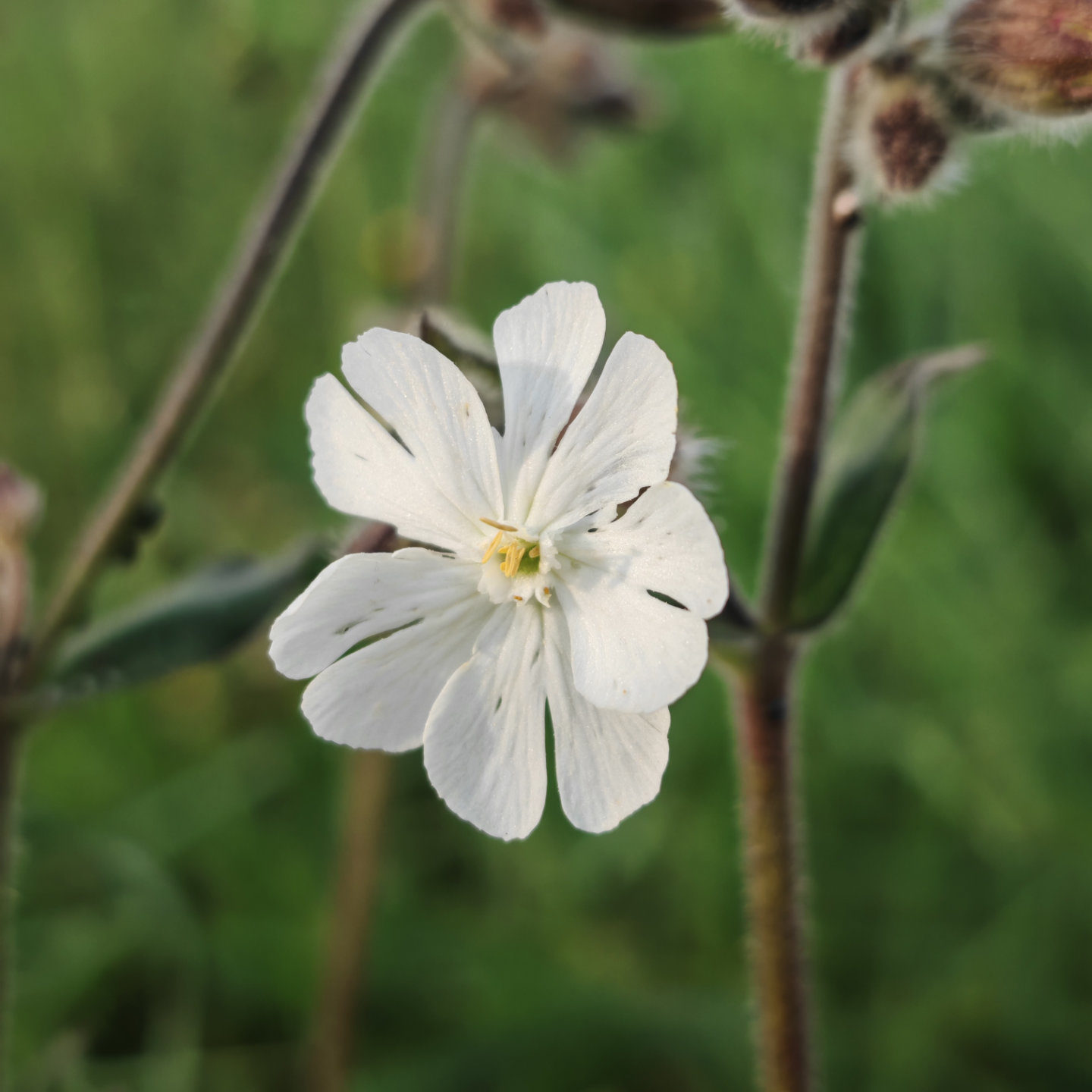 Fleur du compagnon blanc