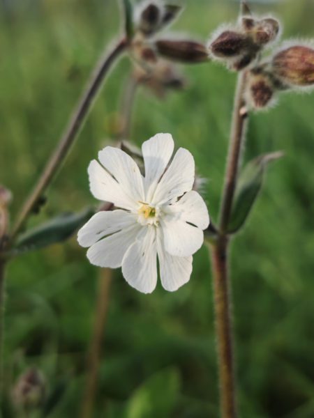 Compagnon blanc