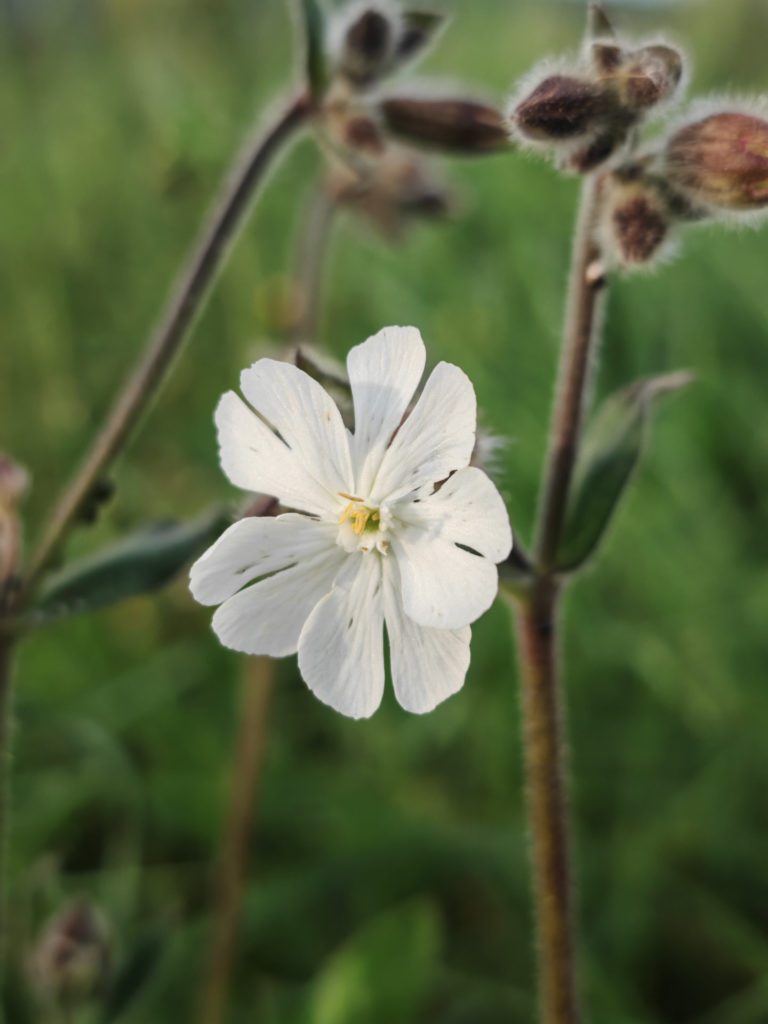 Compagnon blanc