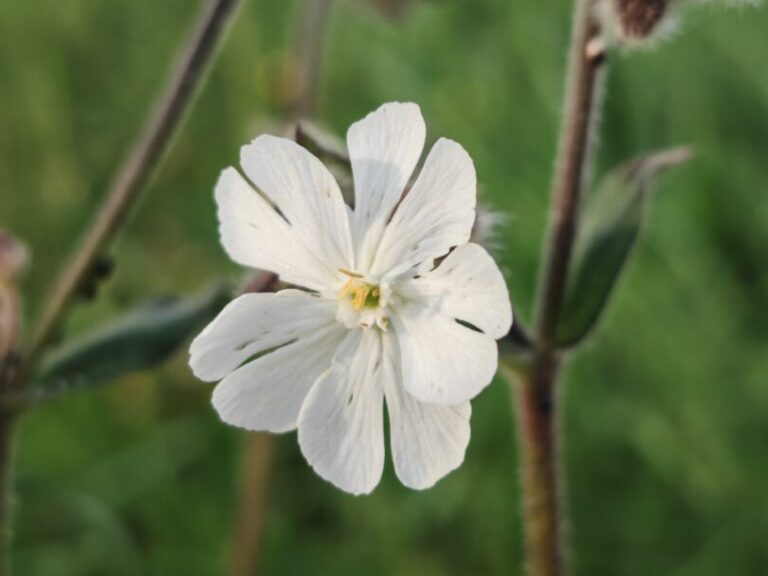 Compagnon blanc