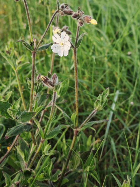 Compagnon blanc
