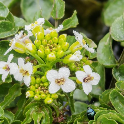 Cresson de fontaine - Fleurs