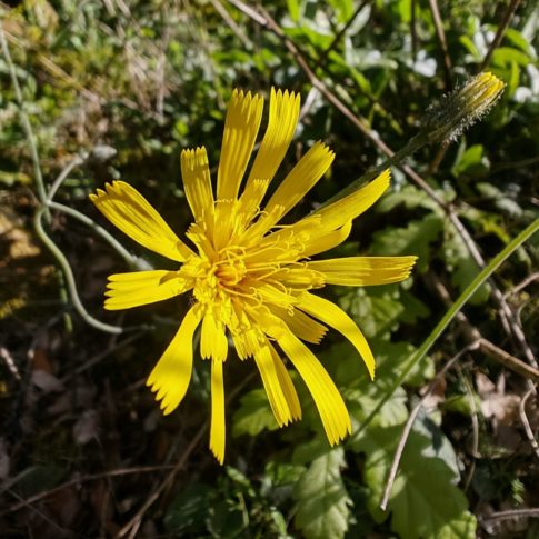Épervière précoce - Inflorescence