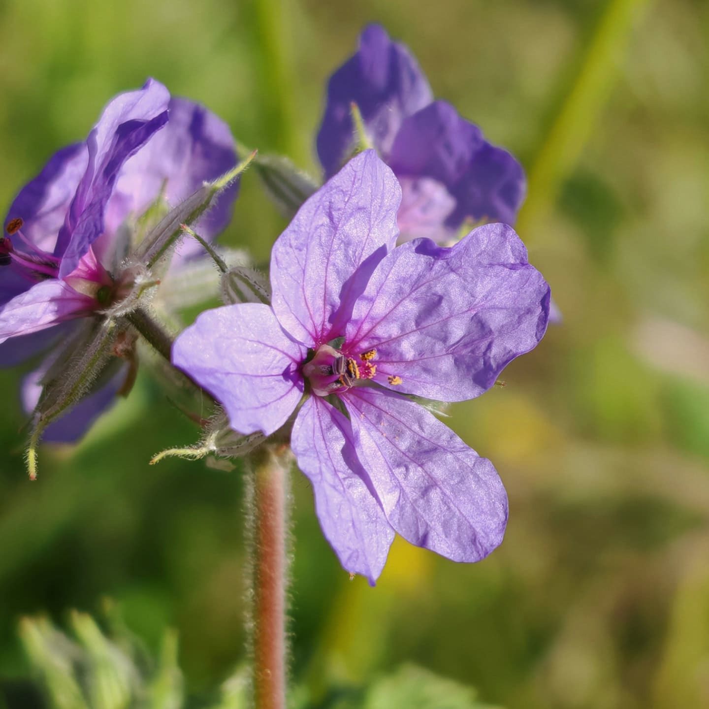 Érodium bec-de-cigogne - Fleurs