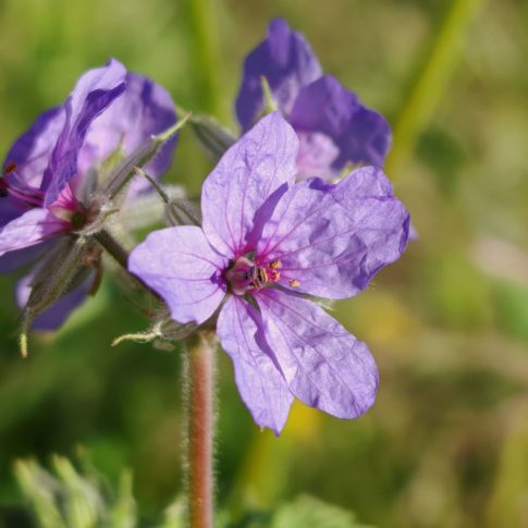 Érodium bec-de-cigogne - Fleurs