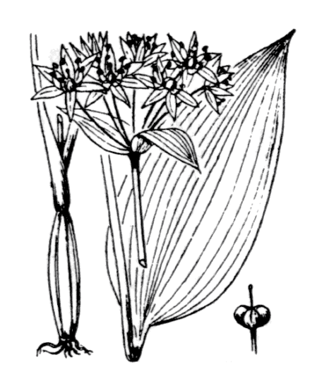 Flore de Coste - Allium ursinum Flore de Coste – Allium ursinum
