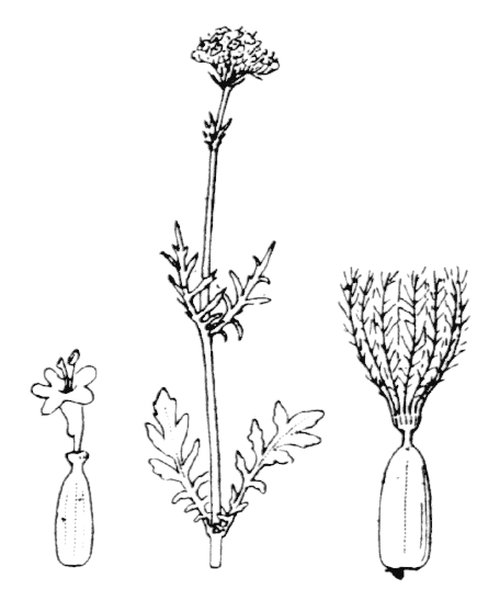 Flore de Coste - Centranthus calcitrapae Flore de Coste – Centranthus calcitrapae