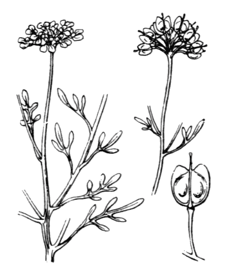Flore de Coste - Iberis pinnata Flore de Coste – Iberis pinnata