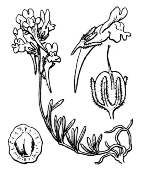 Flore de Coste - Linaria supina Flore de Coste – Linaria supina