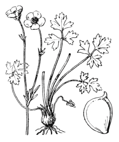 Flore de Coste - Ranunculus bulbosus Flore de Coste – Ranunculus bulbosus
