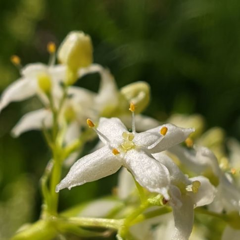Gaillet blanc - Feuilles en verticille - Fleur