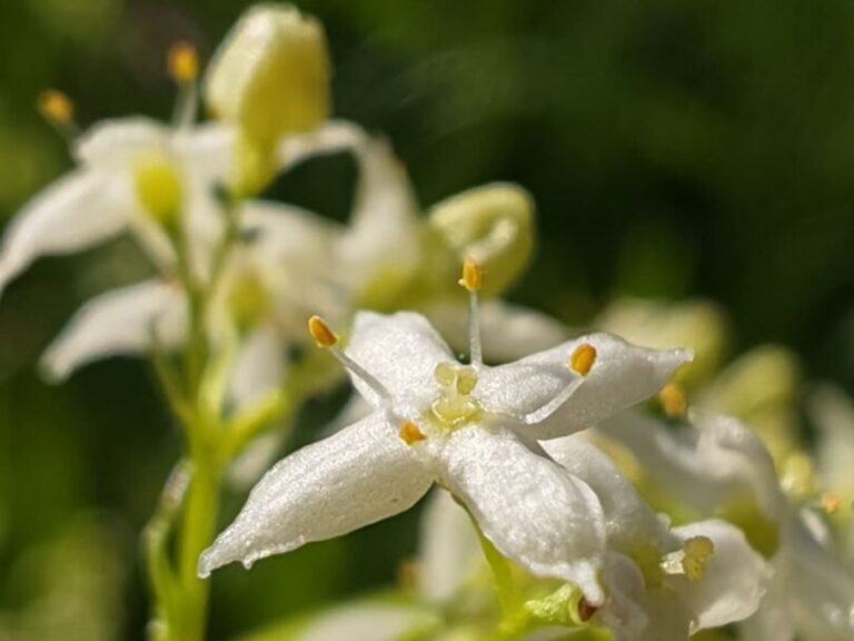 Gaillet blanc