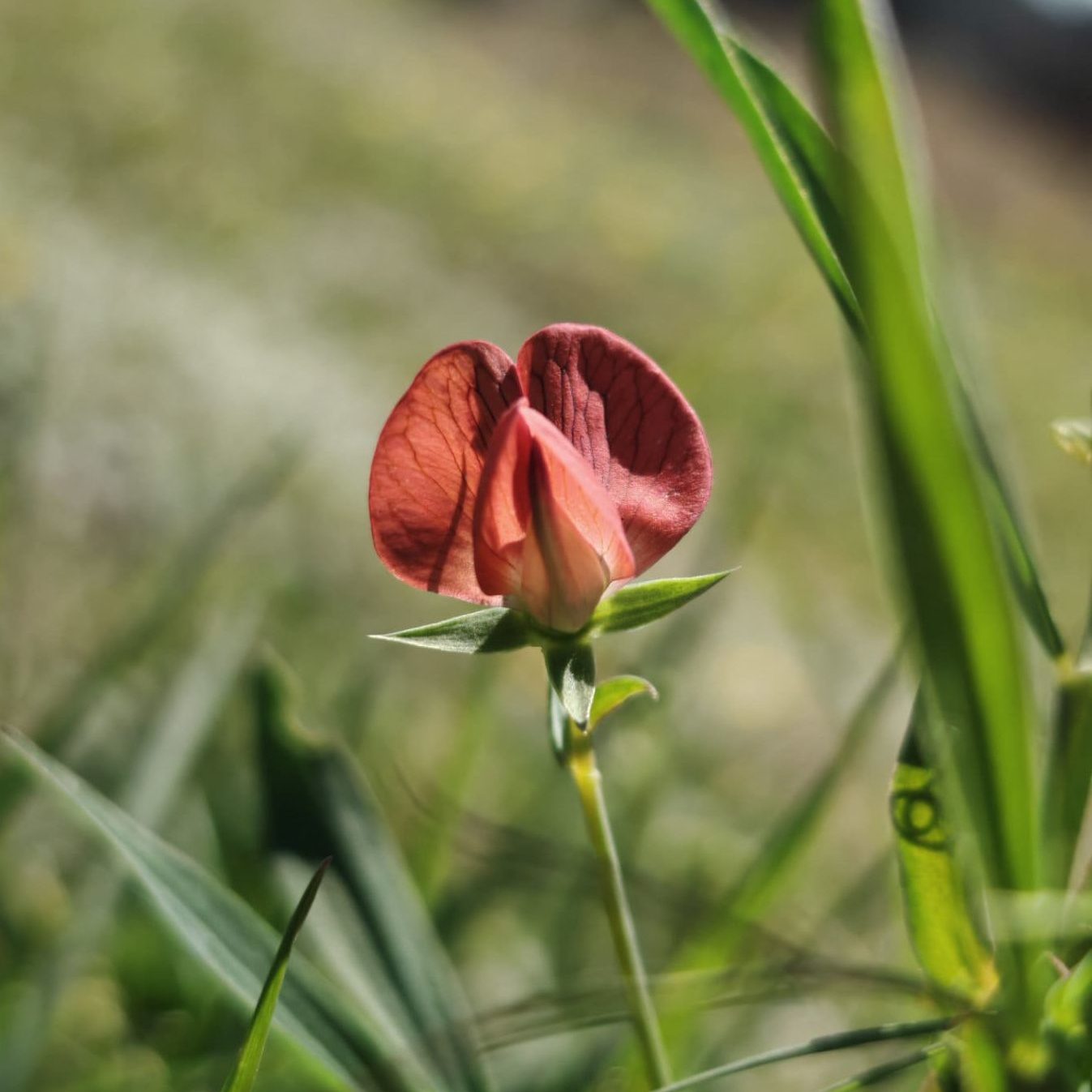 Gesse chiche - tige erigé