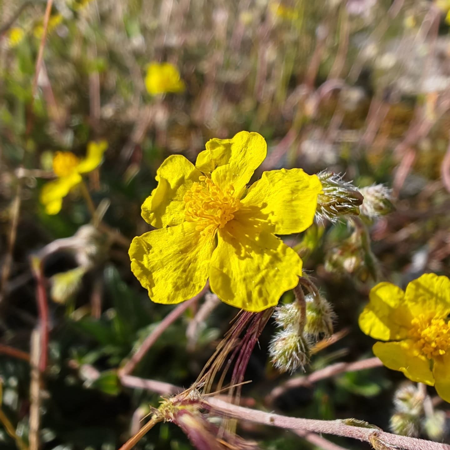 Hélianthème d’Italie - Fleur