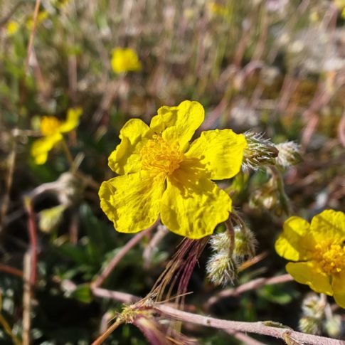 Hélianthème d’Italie - Fleur