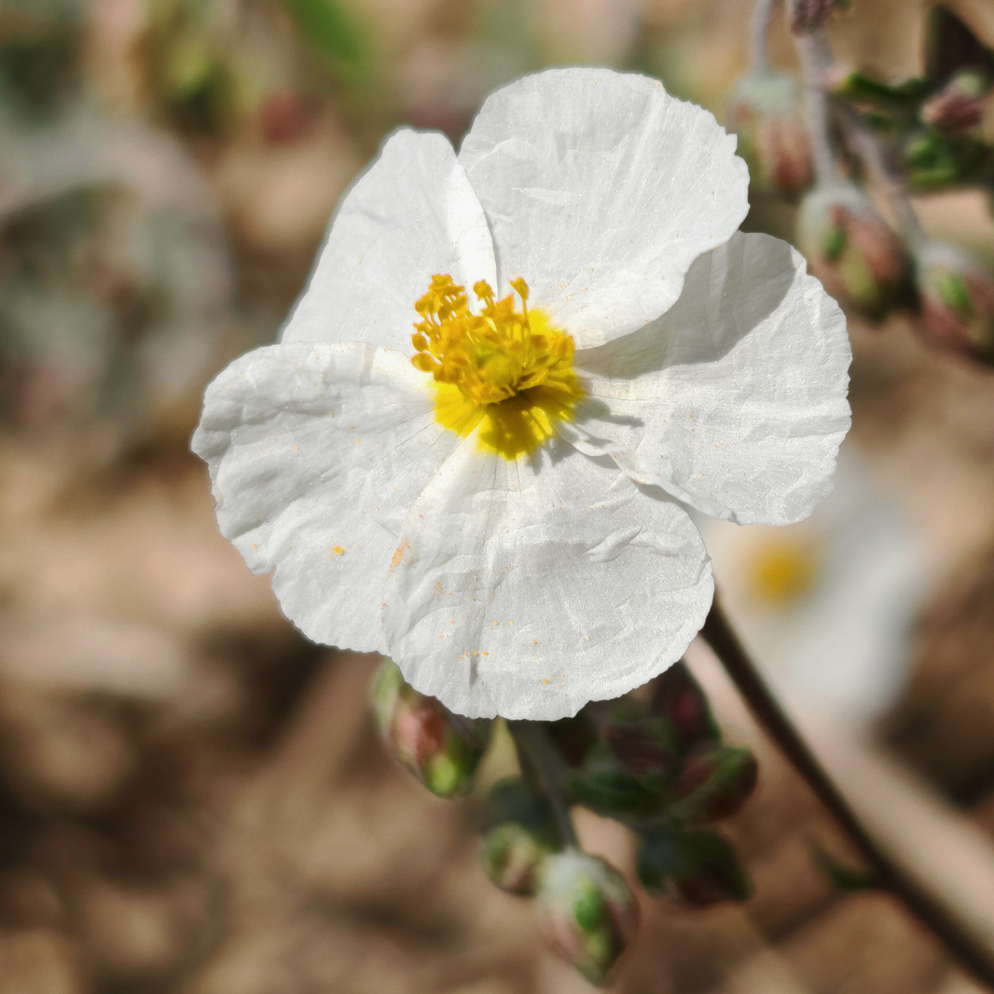 Hélianthème des Apennins - Fleur