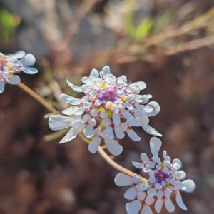 Ibéris penné - Fleurs