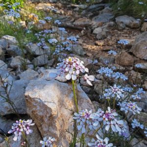 Ibéris penné - Sommités fleuries