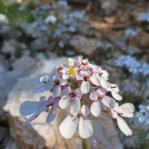 Ibéride pennée - Corymbe de fleurs