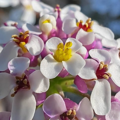 Ibéris penné - Fleur