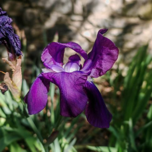 Iris d'Allemagne - Fleur