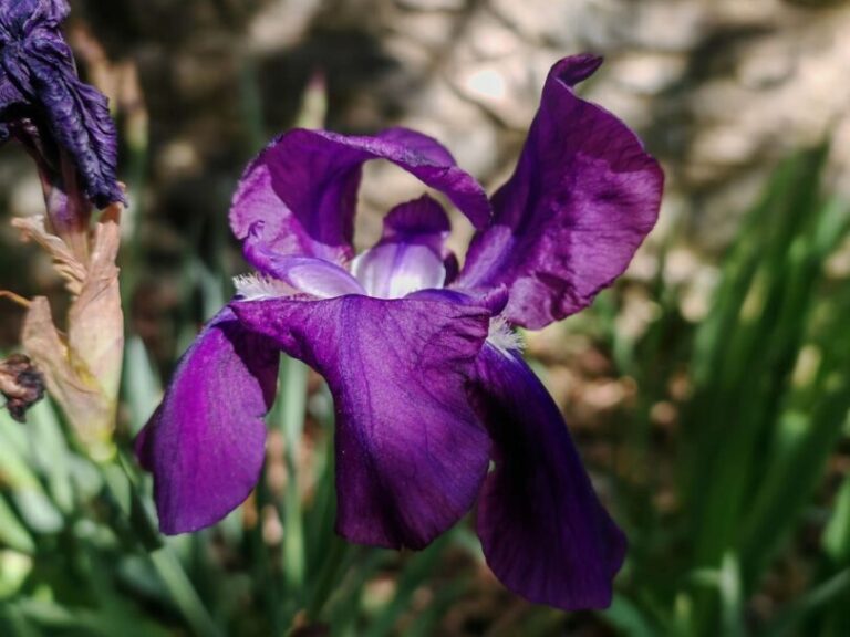 Iris d&rsquo;Allemagne