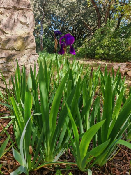 Iris d&rsquo;Allemagne