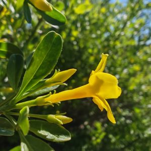 Jasmin jaune - Corolle en entonnoir
