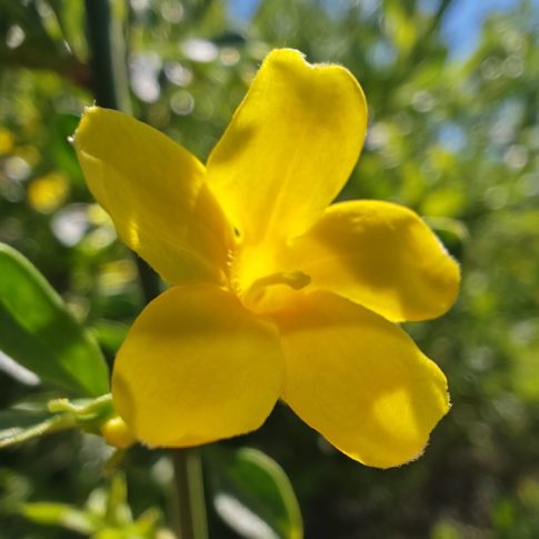 Jasmin jaune - Fleur