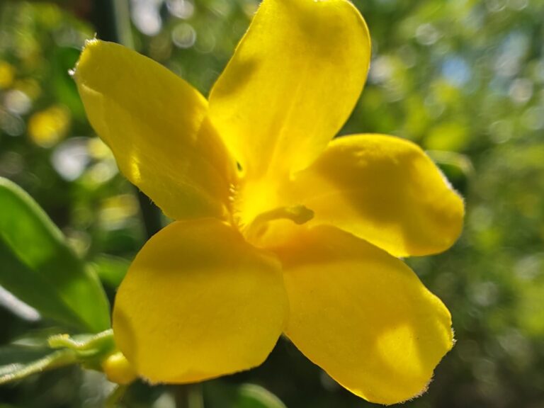 Jasmin jaune