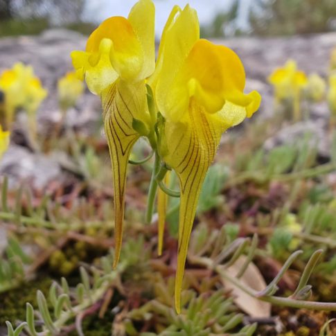 Linaire couchée - Fleurs
