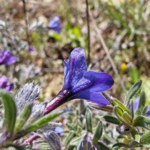 Lithodore ligneuse - Calice