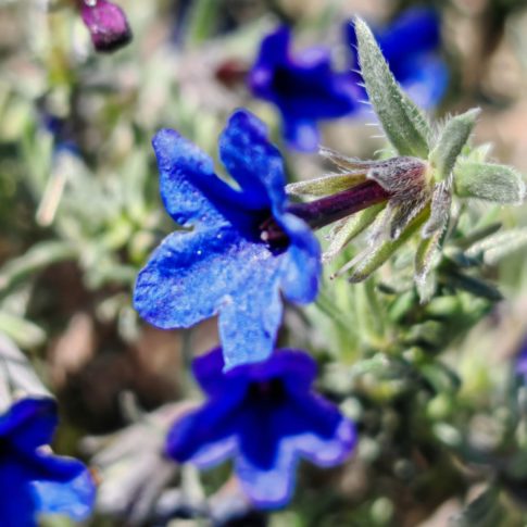 Lithodore ligneuse - Fleurs