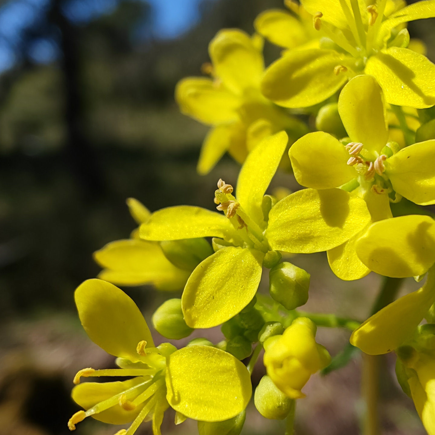 Lunetière lisse - Fleurs