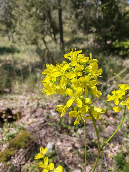 Lunetière lisse