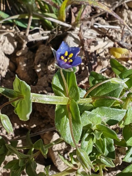 Mouron bleu