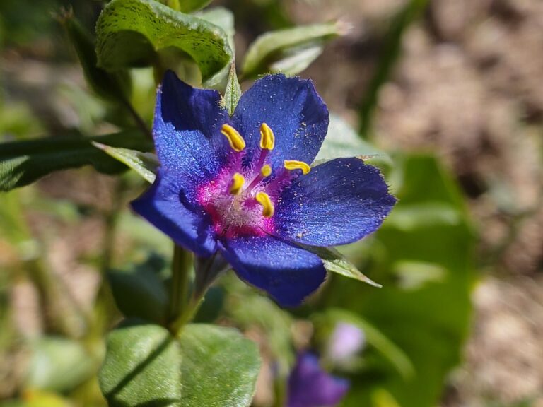 Mouron bleu