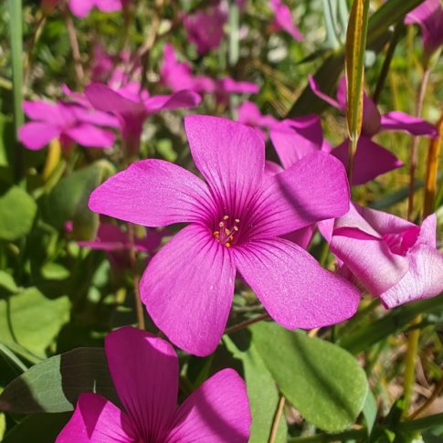 Oxalide articulée - Fleur rose