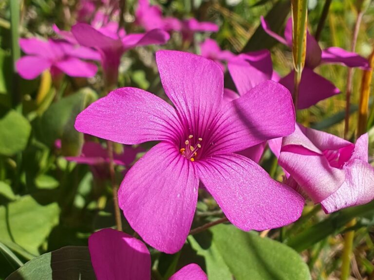 Oxalis articulé
