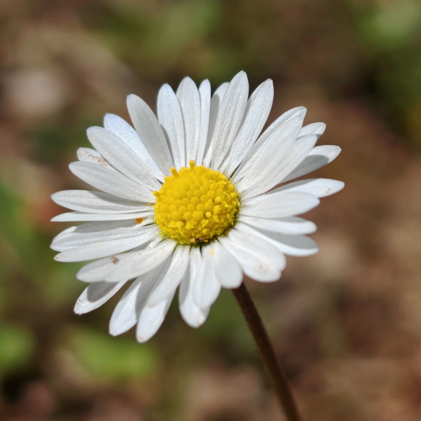 P querette Bellis Perennis