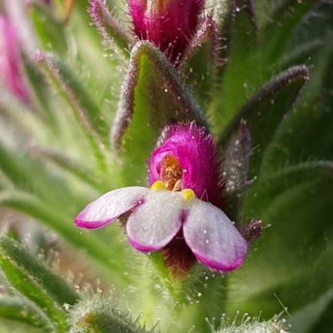 Parentucelle à feuilles larges - Fleurs à lèvre supérieur bombée