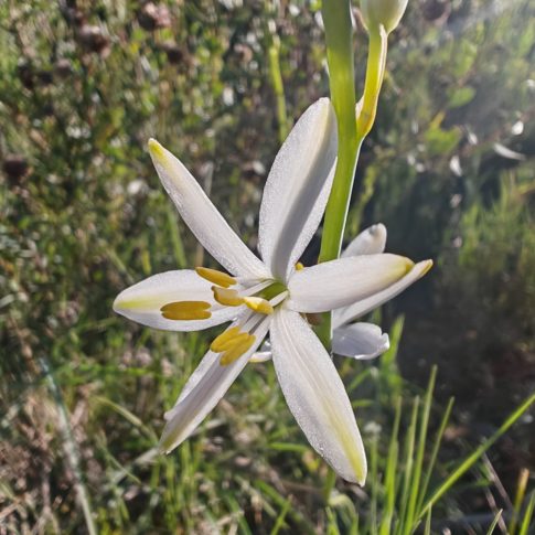 Phalangère à fleurs de lis - Fleur