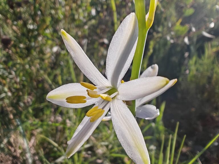 Phalangère à fleurs de lis