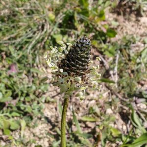 Plantain lancéolé - inflorescence